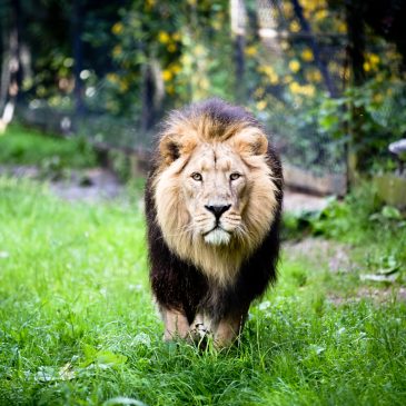 Animal wedding photography